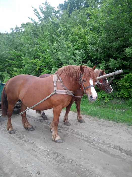 Продається пара коней.                                         .