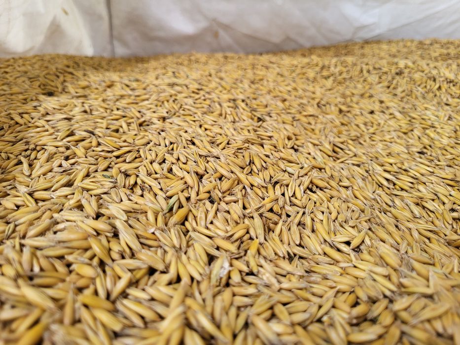 Owies bezglutenowy ekologiczny