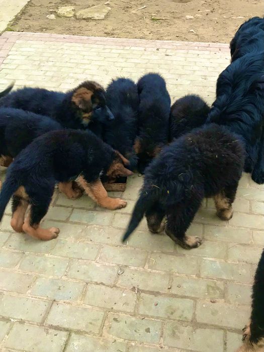 Owczarek niemiecki długowłosy przepiękny szczeniak