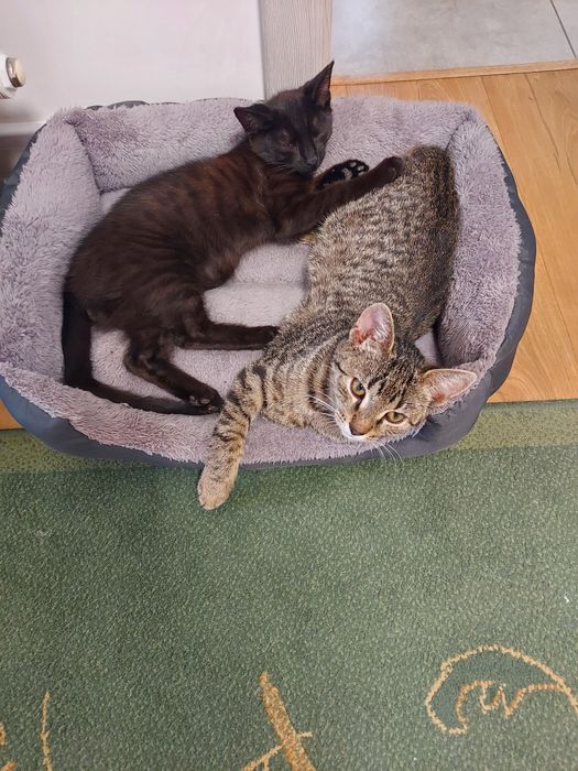 Kotki  oddam za darmo