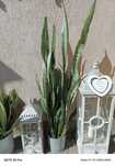 Sanseveria idealna
