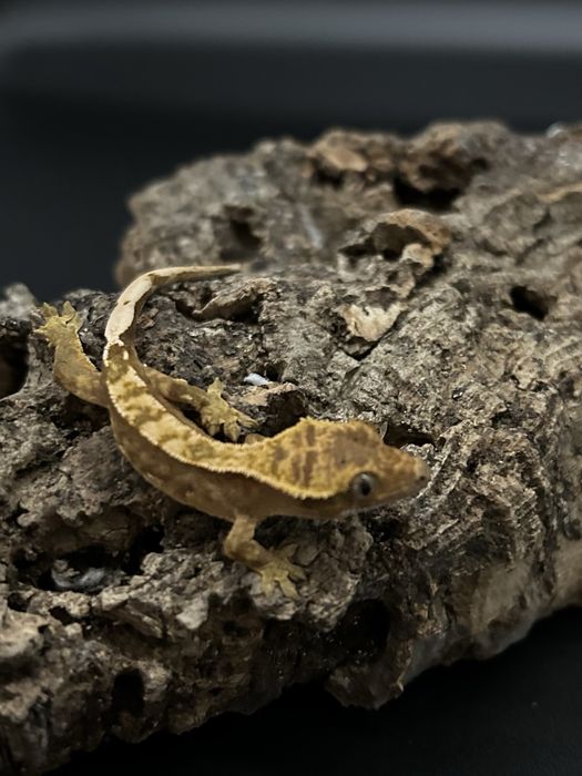 Młody Gekon Orzęsiony pinstripe nsex