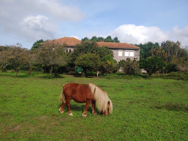 Quinta de 800 m2 com 1.7 hectares em Vagos, Aveiro