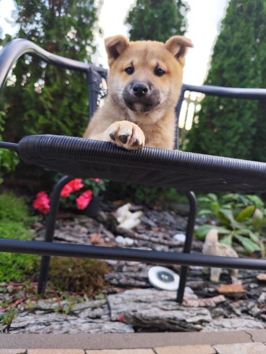 Shiba-inu piesek