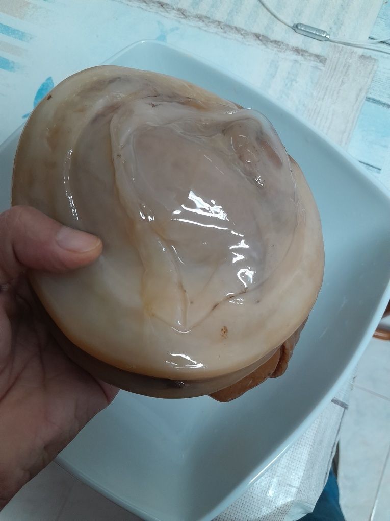 Scoby de kombucha