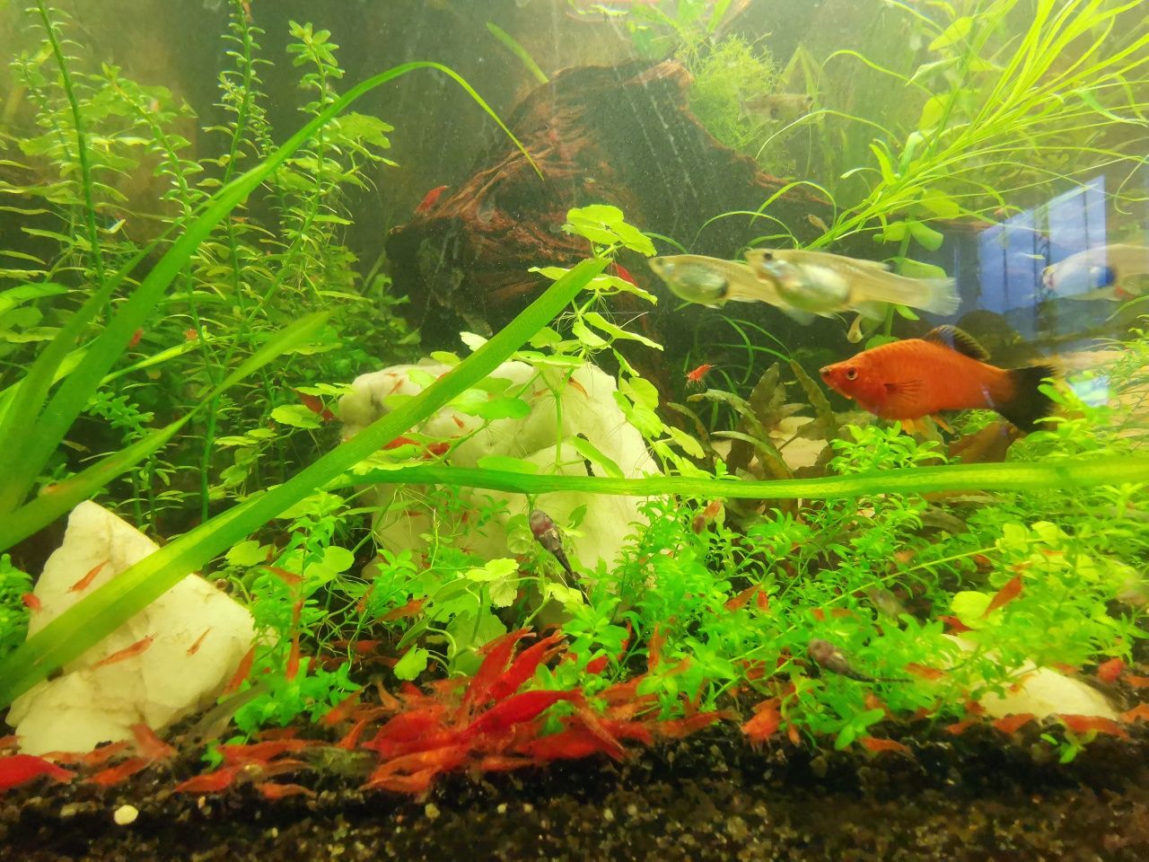 Krewetki red cherry