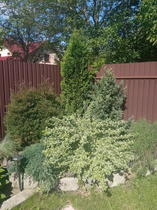 Продам дорослі кущі,лаванда,туя та інші.