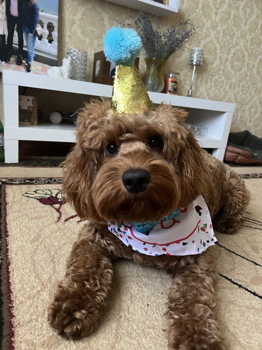 Хлопчик кокапу шукає дівчинку.