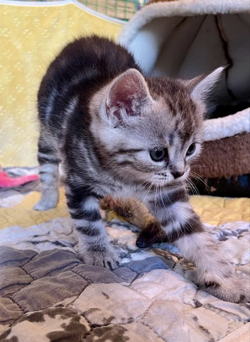 Маленьке кицинятко шукає друга