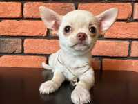 Chihuahua mini chłopak