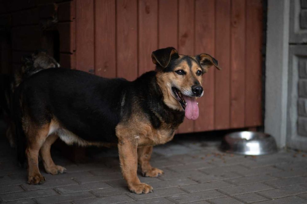 Jamnikowaty cudaczek Zbysio - kto pokocha?
