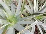 PLANTA  ALOE VERA