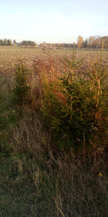 Choinki świerk srebrny, drzewka