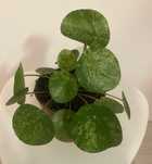 Pilea varigate mojito i sugar