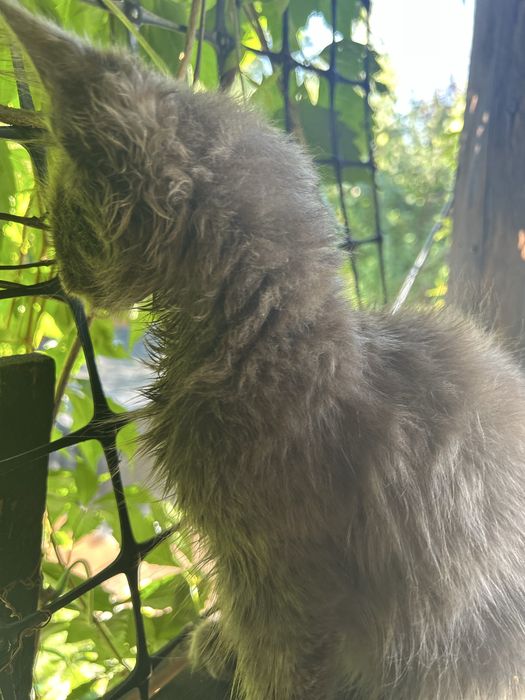 Maine coon  niebieski solid