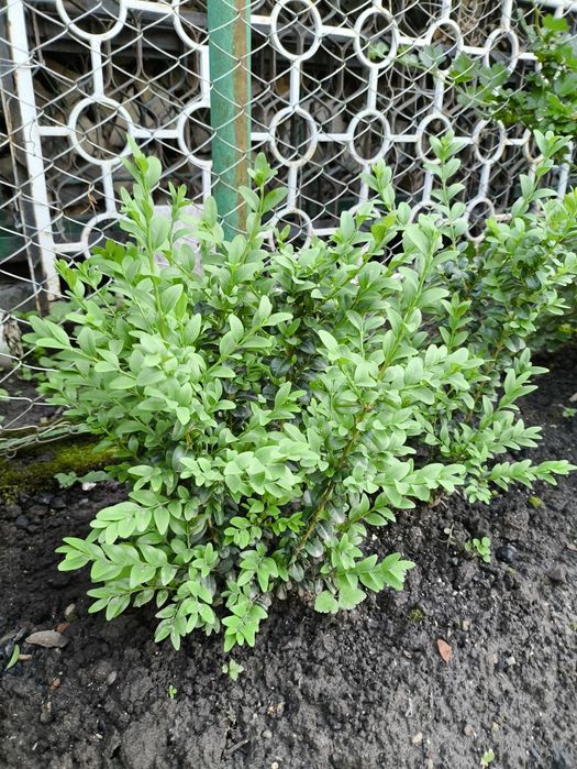 Самшит,      бушпан