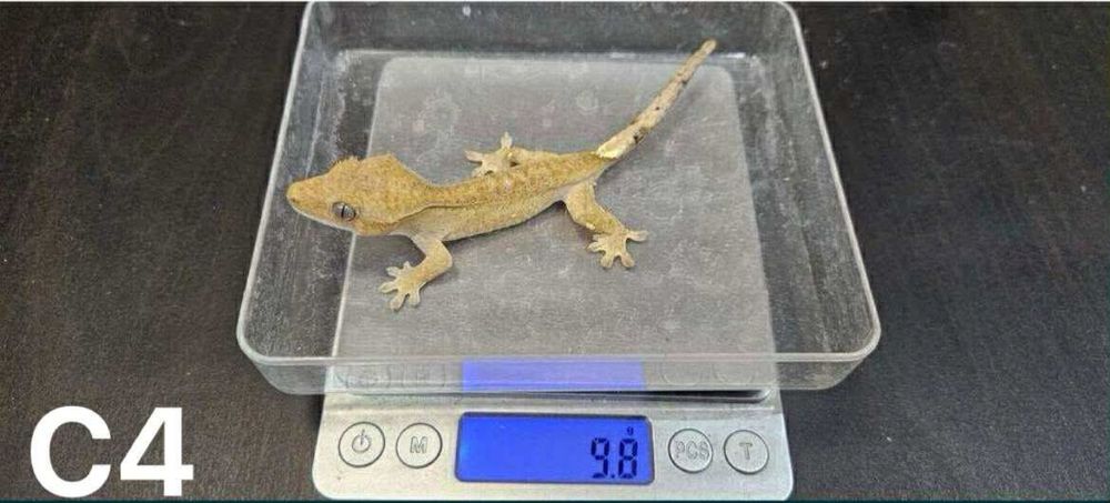 Samiczki Gekona orzesionego