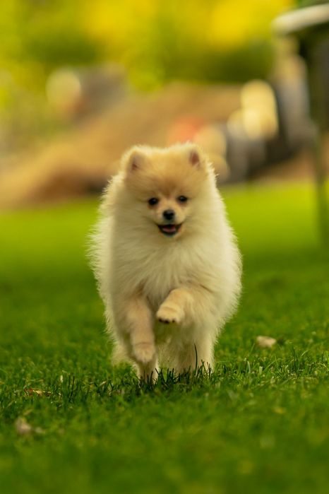 Piesek szpic miniaturowy pomeranian