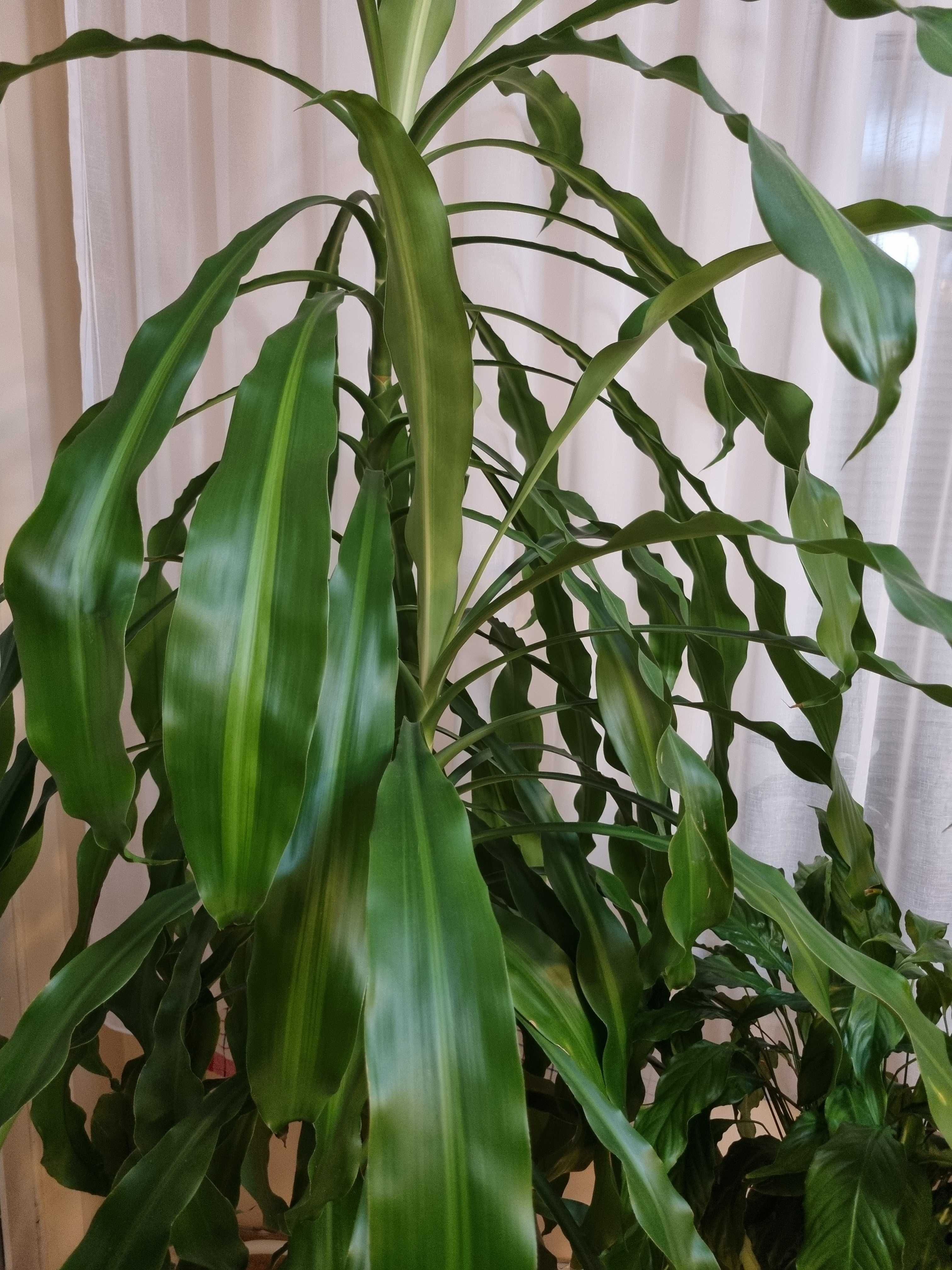 Dracena wonna duża