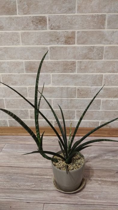 Сансевієрія Фернвуд, сансевиерия, сансев'єра.