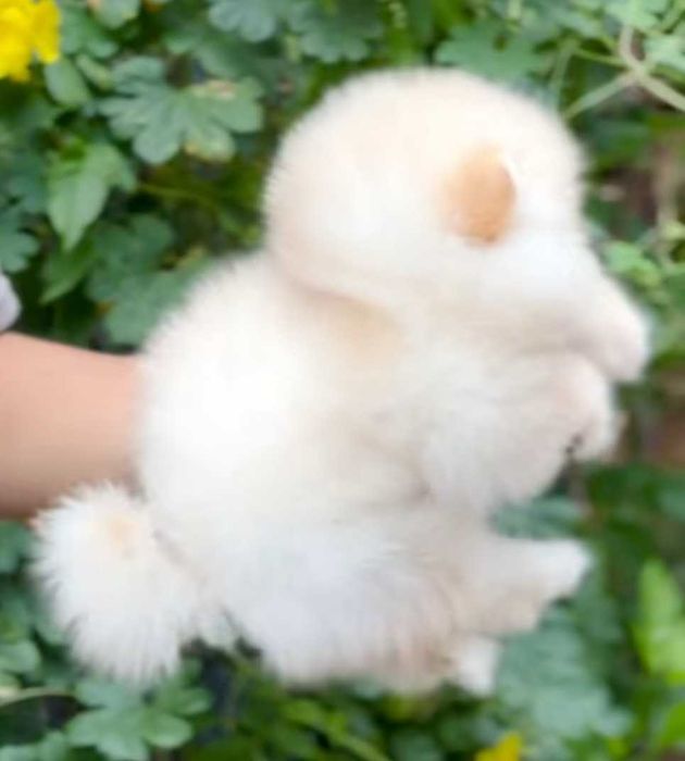 Mini miś pomeranian