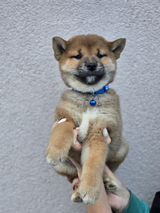 SHIBA INU szczeniak metryka piesek pies do odbioru szczenię