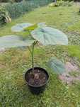 Paulownia drzewo tlenowego na karpie