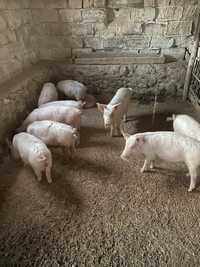 Продам свиней від 20-30 кг