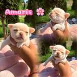 ***Amaris*** Idealna jak laleczka Chihuahua dziewczynka