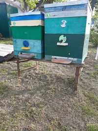 Продам бджолосім'ї готові до акації
