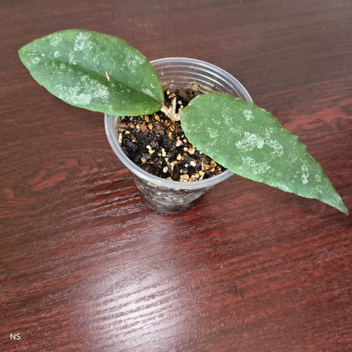 Домашні Фікус Хойя каудата Хлорофітум Дифенбахія Алое