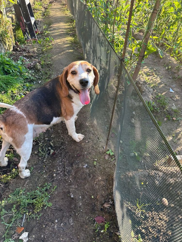 Malva - Beagle para adoção responsável