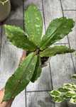 Хойя Hoya Undulata from Indonesia.