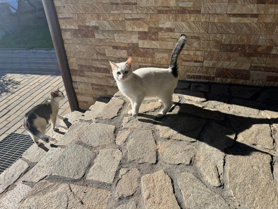 Oddam kotkę w dobre ręce