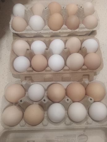 Swojskie jajka jaja od kur z wolnego wybiegu