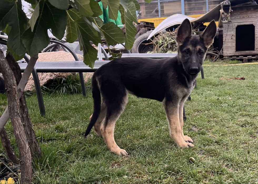 Цуценята Східно-Європейської вівчарки ВЕО щенки