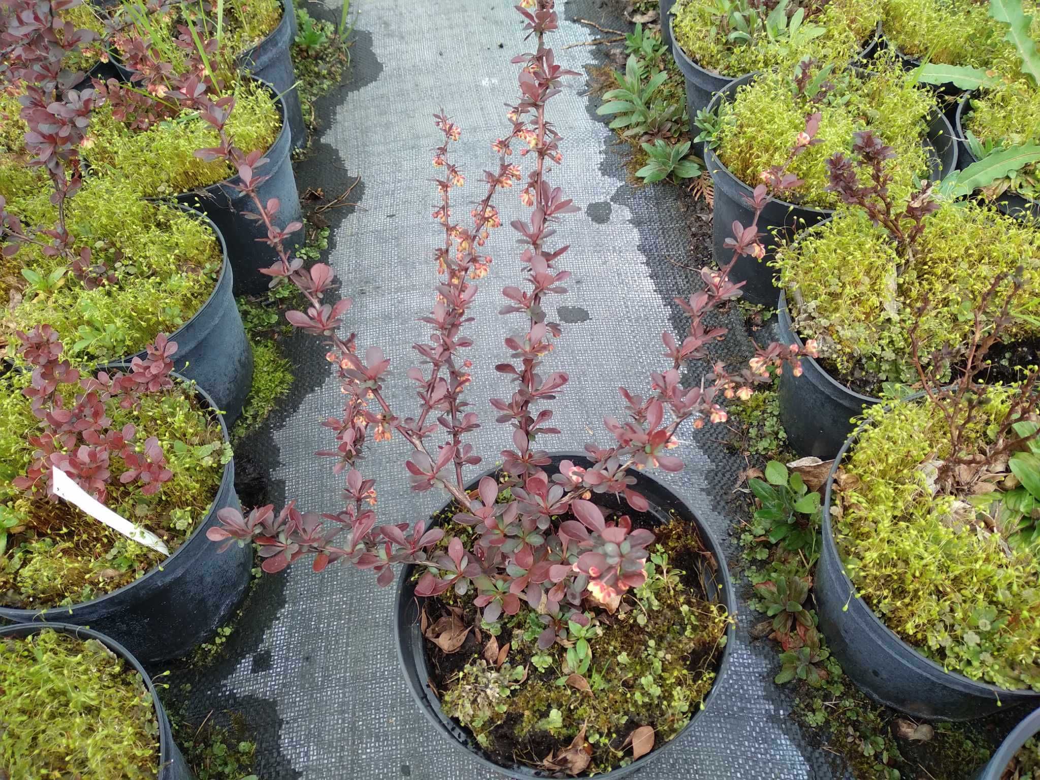 Berberys Berberis thunbergii Atropurpurea Aurea Concorde Red Carpet