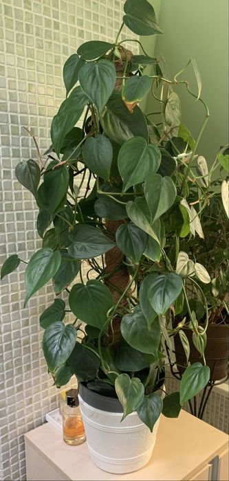 Fioldendrron pnacy zielonolistny