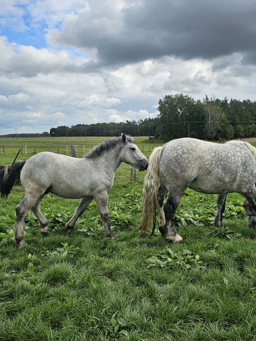 Sprzedam dwa ogierki i źrebowka