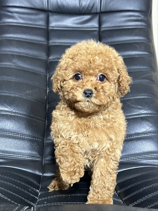 Той пудель Тікап . Дівчинка. Київ