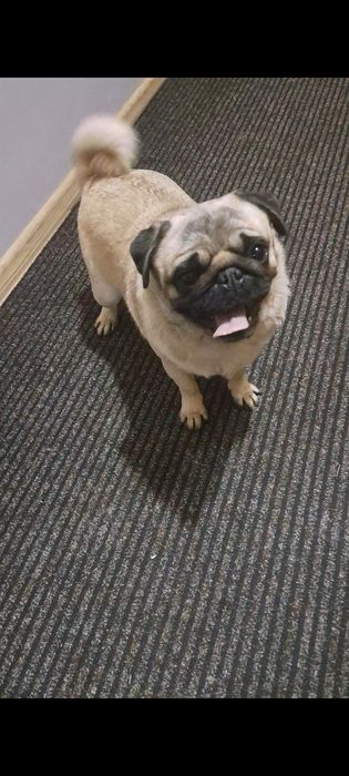 Suczka rasy Mops 10miesiecy