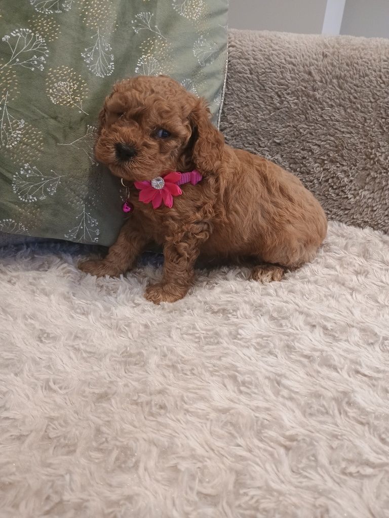 Pudel toy suczka  red