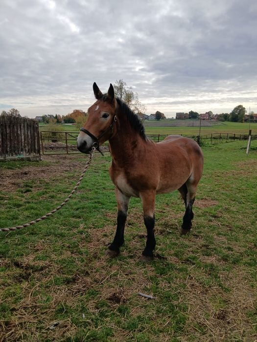 Ogierek księga główna likwidacja