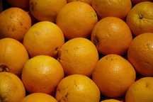 Laranja sumarenta, com bom calibre para maquinas de sumo