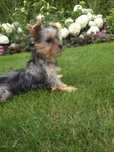 Yorkshire terrier mini