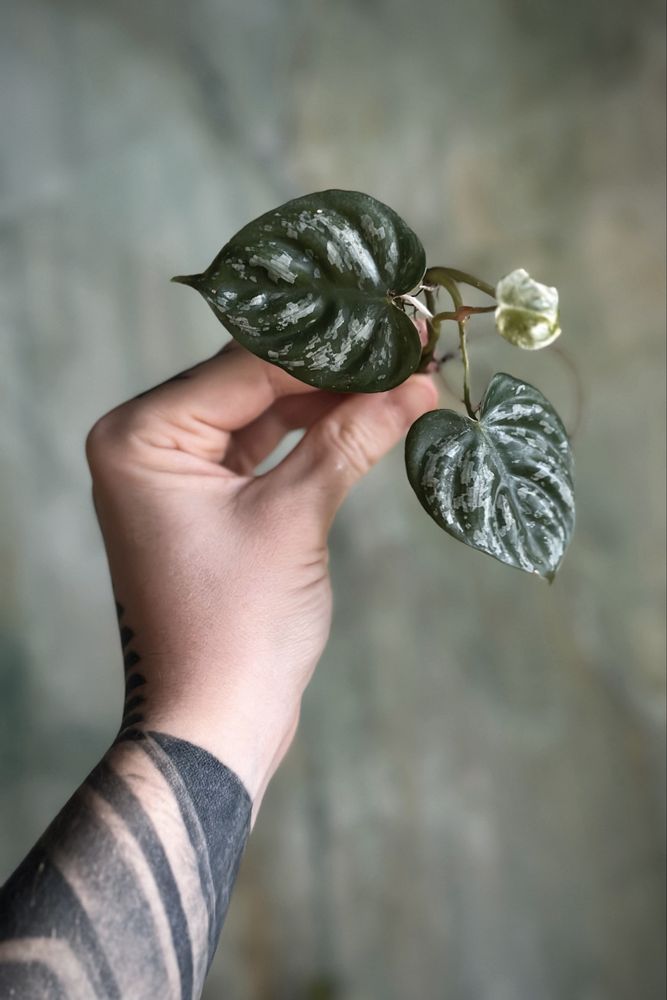 Philodendron brandtianum - drobnolistny Filodendron, srebrzysty splash