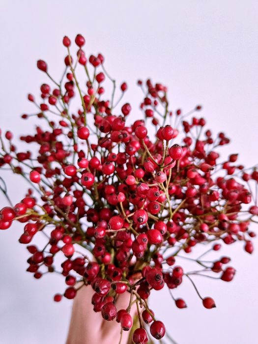 Шипшина без шипів дрібненька для декору