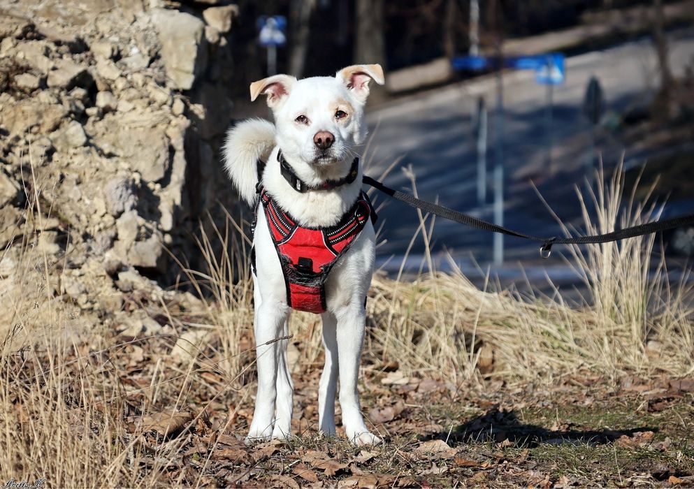 Becik – wierny towarzysz spacerów, gotowy do adopcji