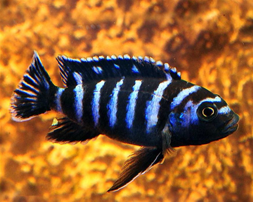 Chindongo demasoni - Malawik pasiasty - dowóz, wysyłka