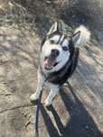 Piękny i spokojny Siberian Husky Hades czeka na dom